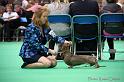 Crufts2011_2 1293